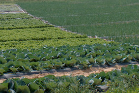 Ritter Farms Leaf Lettuce