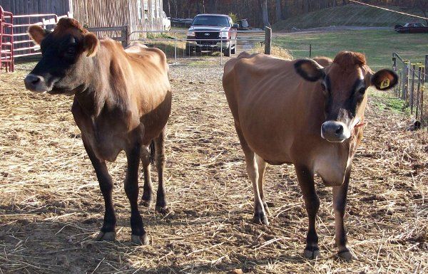 Ritter Farms Milk Cows